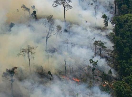 reforestation carbon trading 60